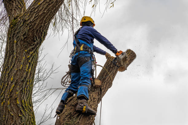 How Our Tree Care Process Works  in  Sandston, VA